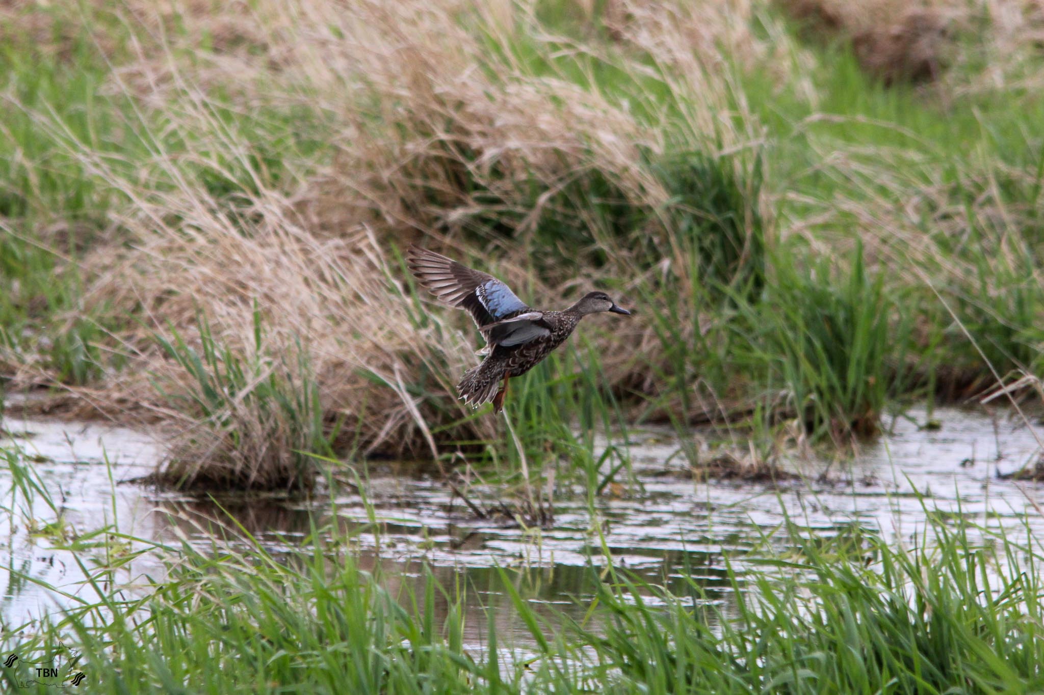 Blue-Winged Teal